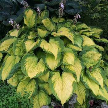 Хоста Hosta ‘Old Glory’